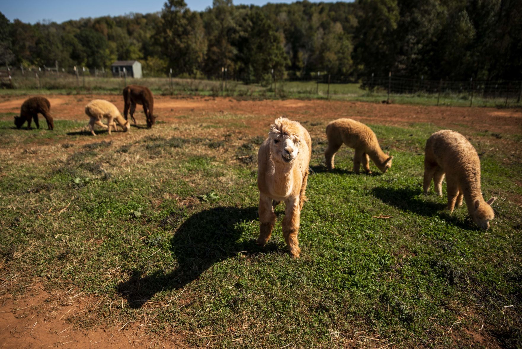 Smith Mountain Lake Alpaca Farm